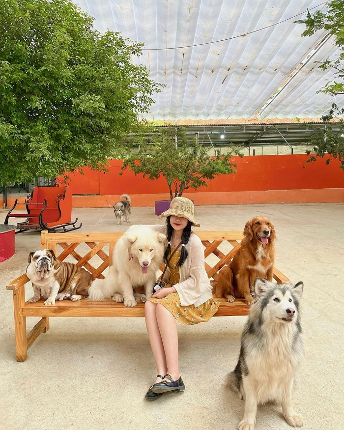 Puppy Farm là quán cà phê thú cưng ở Việt Nam nổi tiếng