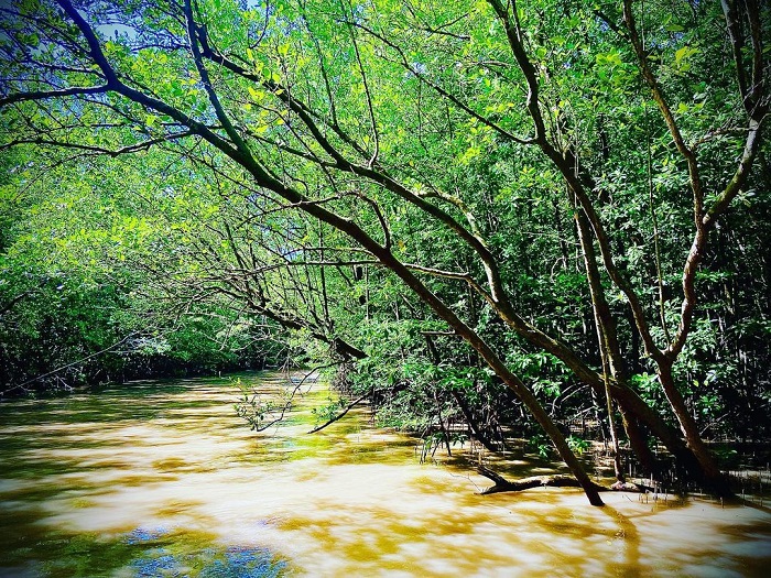 Rừng ngập mặn Năm Căn là rừng ngập mặn ở Việt Nam rộng lớn