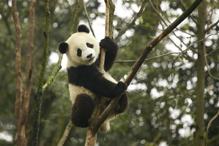 Chiêm ngưỡng quốc bảo Trung Quốc tại công viên gấu trúc Tứ Xuyên