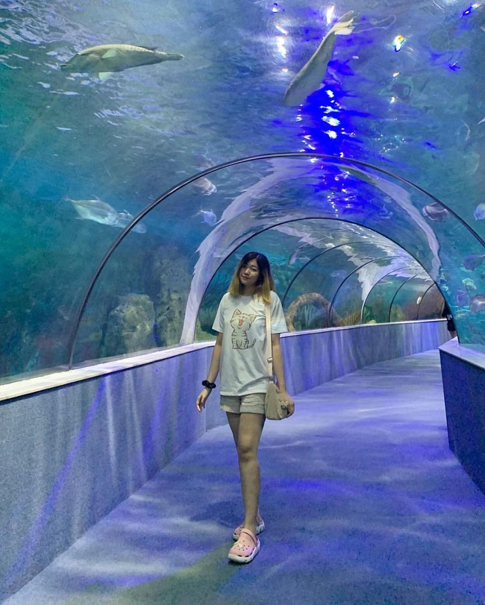 Thủy cung Vinpearl Aquarium Times City thủy cung đẹp ở Việt Nam