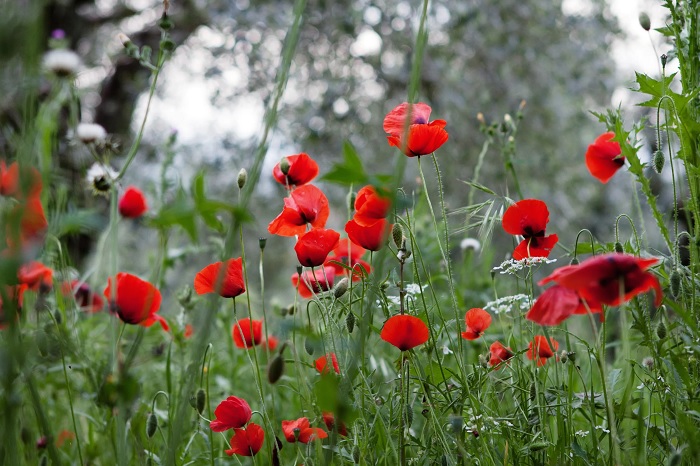 Cây thuốc phiện hoang dã ở Tuscany - Những cánh đồng hoa đẹp nhất Châu Âu