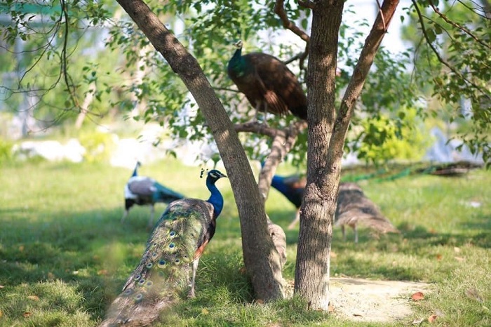 Những trải nghiệm hấp dẫn ở Yasmin Farm Thái Nguyên