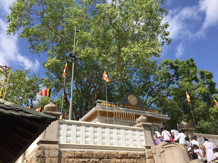 Jaya Sri Maha Bodhi  - di sản thế giới ở Sri Lanka