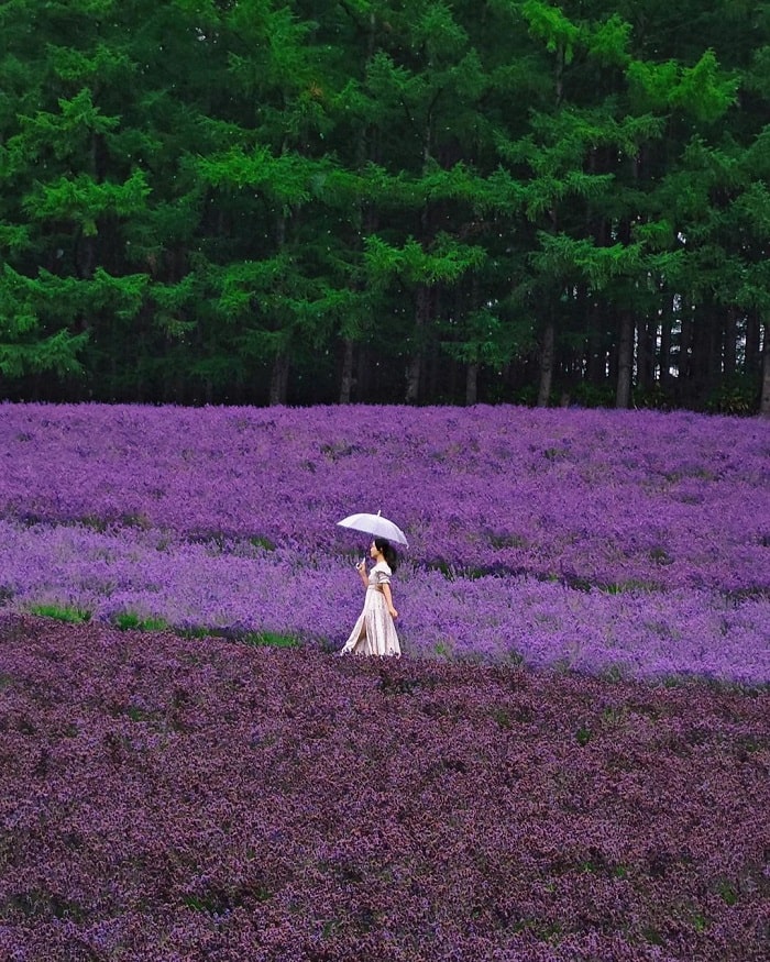 Cánh đồng hoa Farm Tomita là điểm ngắm cánh đồng hoa oải hương tại Hokkaido