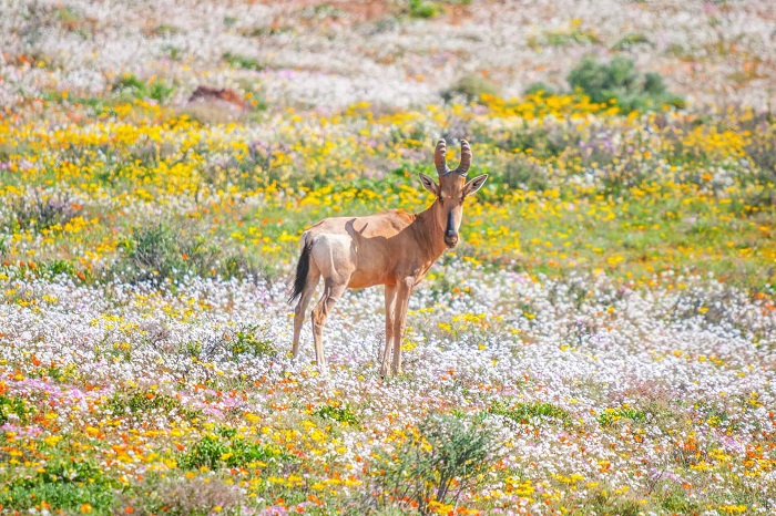 Vườn quốc gia Namaqua có hơn 3000 loài thực vật