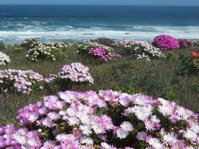 Bãi biển Heaviside Vườn quốc gia Namaqua