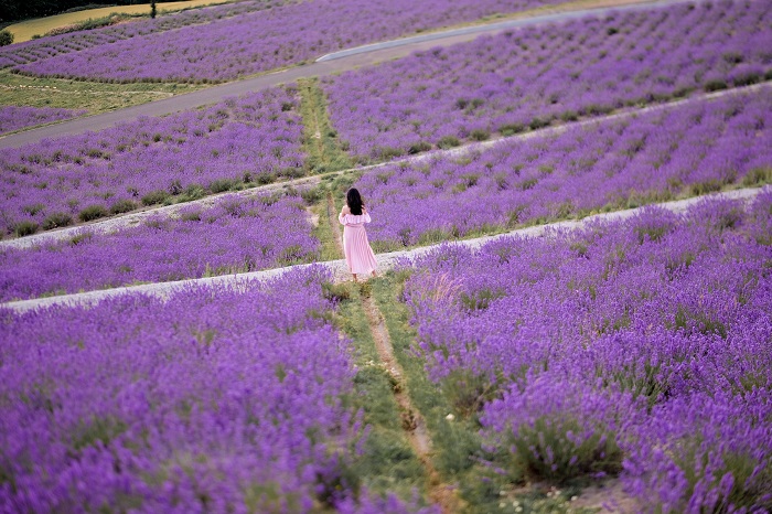 Cánh đồng hoa oải hương tại Hokkaido