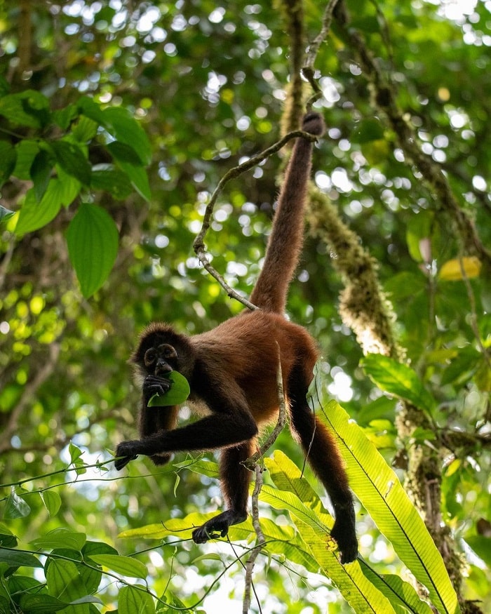 Khám phá công viên quốc gia Corcovado Costa Rica