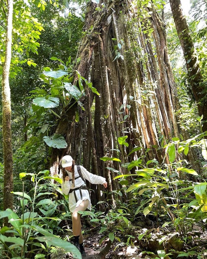Khám phá công viên quốc gia Corcovado Costa Rica