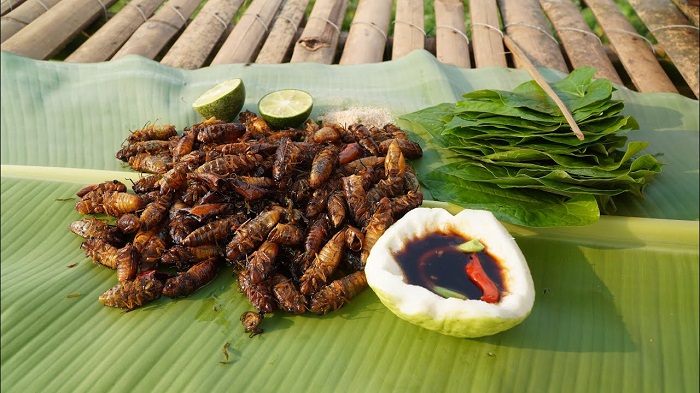 Enjoy fried cicada specialties  