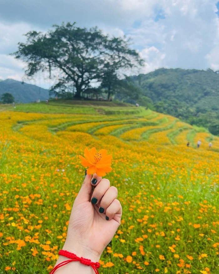 Cao Phong tourist destination - flower hill of Mung hamlet