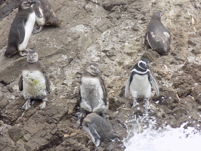 Pinguineras de Puñihuil là điểm du lịch nổi bật ở quần đảo Chiloe Chile 