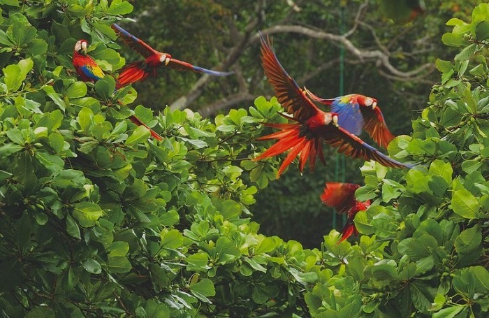 Ngắm chim ở công viên quốc gia Corcovado