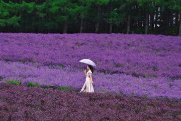 Những cánh đồng hoa oải hương tại Hokkaido: Top tọa độ đáng để ghé thăm