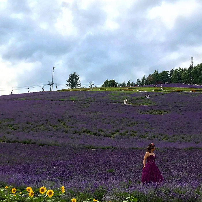 Trang trại Hoa oải hương Choei là điểm ngắm cánh đồng hoa oải hương tại Hokkaido