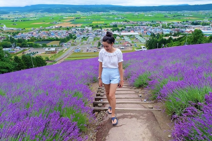 Trang trại Hoa oải hương Choei là điểm ngắm cánh đồng hoa oải hương tại Hokkaido