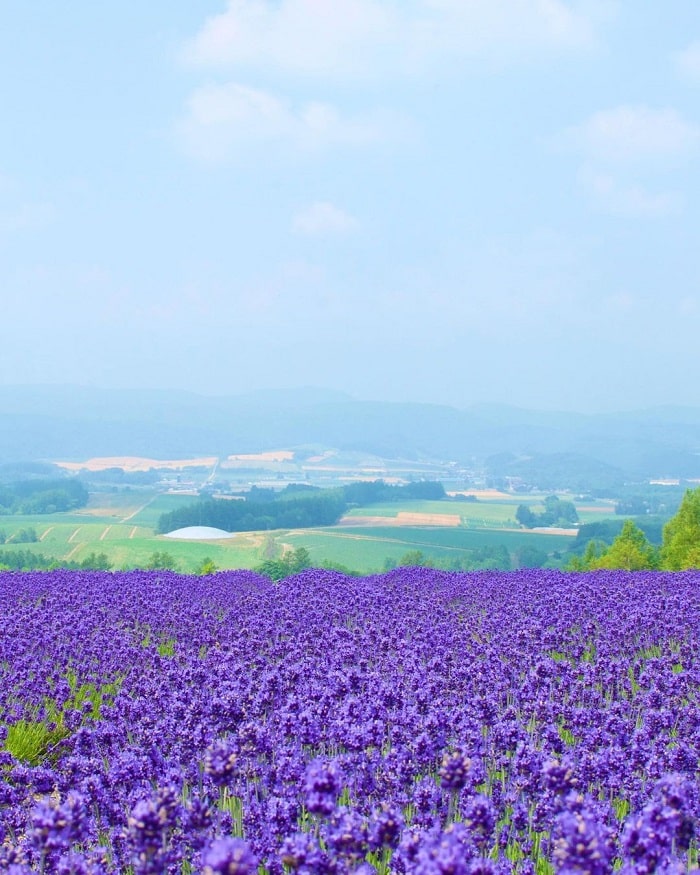 Vườn Furano Jam là điểm ngắm cánh đồng hoa oải hương tại Hokkaido
