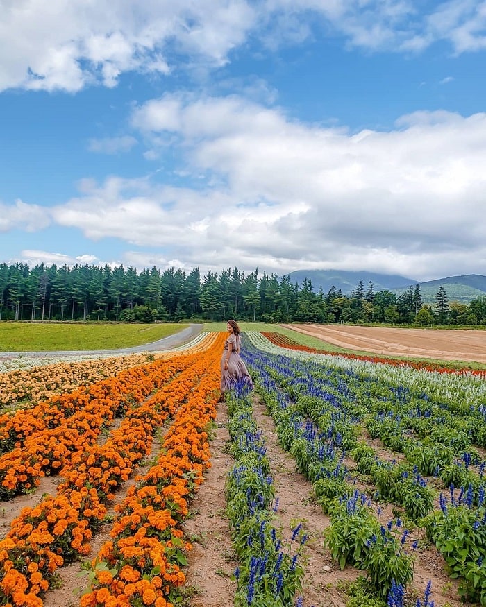 Vườn Furano Jam là điểm ngắm cánh đồng hoa oải hương tại Hokkaido