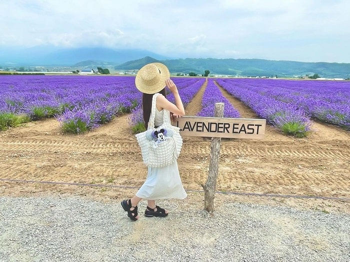 Cánh đồng hoa oải hương Lavender East là điểm ngắm cánh đồng hoa oải hương tại Hokkaido