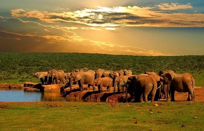 Vườn quốc gia Voi Addo Nam Phi