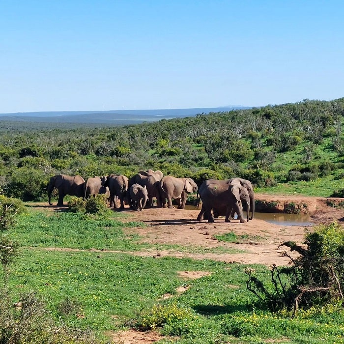 Vườn quốc gia Voi Addo Nam Phi