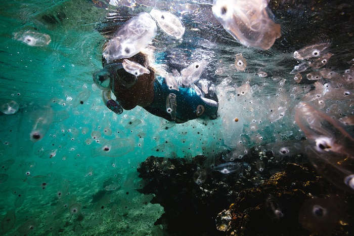 Lặn ở Musandam - Du lịch Musandam