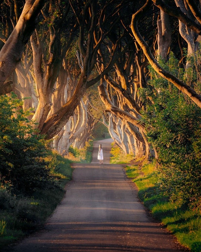 The Dark Hedges là điểm đến ít người biết ở châu Âu gắn với nhiều câu chuyện huyền bí