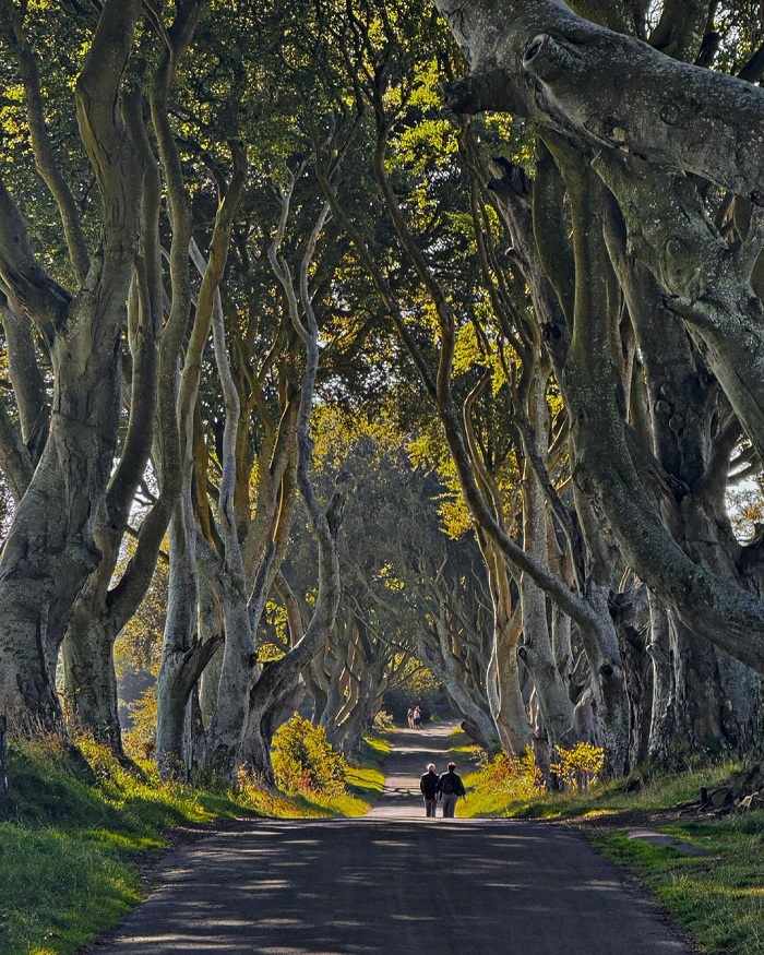 The Dark Hedges là điểm đến ít người biết ở châu Âu có cảnh sắc tuyệt đẹp