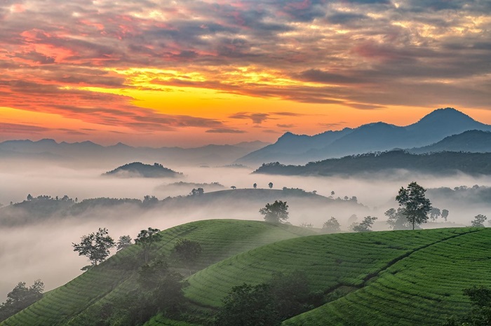 điểm du lịch Phú Thọ 2/9 - Đồi chè Long Cốc