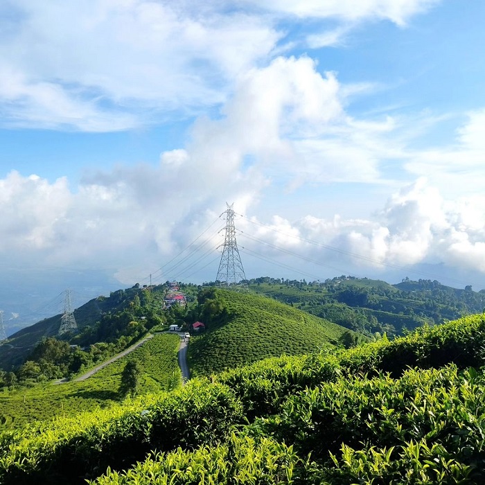 Đồi chè Darjeeling là một trong những đồi chè đẹp nhất thế giới nằm tại Ấn Độ