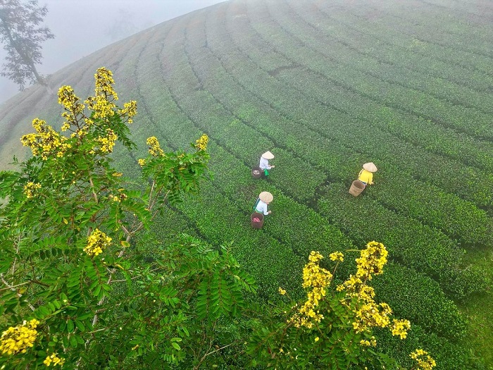 Long Cốc là một trong những đồi chè đẹp nhất thế giới mà bạn nên ghé thăm