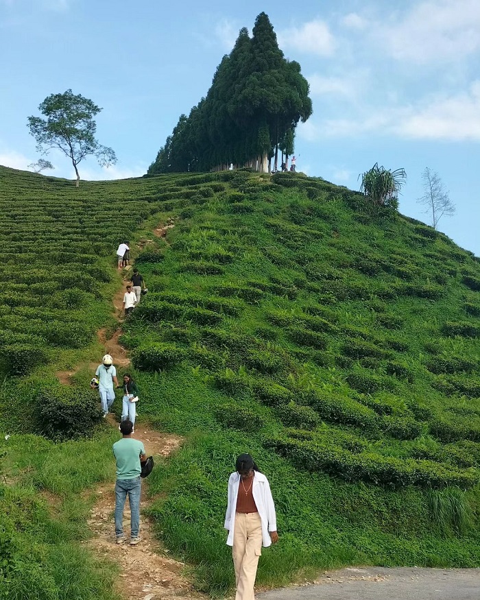 Đồi chè Darjeeling là một trong những đồi chè đẹp nhất thế giới cảnh đẹp trong veo