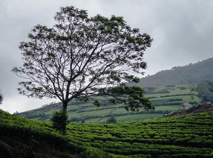 Đồi chè Nuwara Eliya  là một trong những đồi chè đẹp nhất thế giới nằm ở Sri Lanka