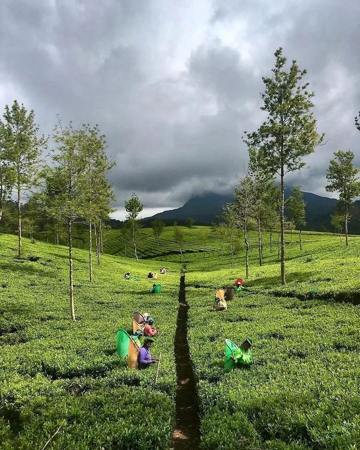 Đồi chè Nuwara Eliya  là một trong những đồi chè đẹp nhất thế giới mà bạn nên ghé thăm
