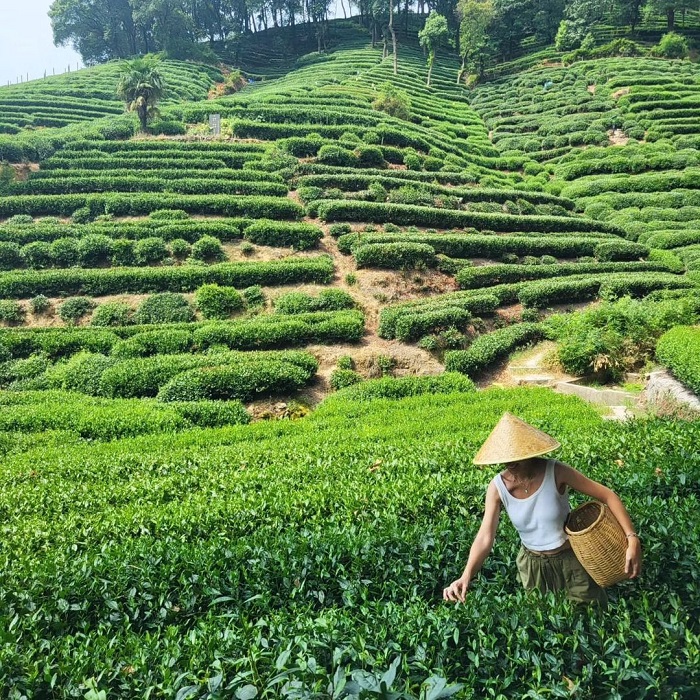 Đồi chè Longjing là một trong những đồi chè đẹp nhất thế giới thu hút du khách