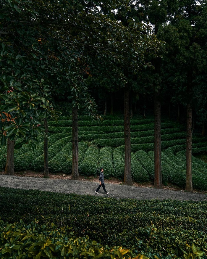 Boseong là một trong những đồi chè đẹp nhất thế giới tại Hàn Quốc