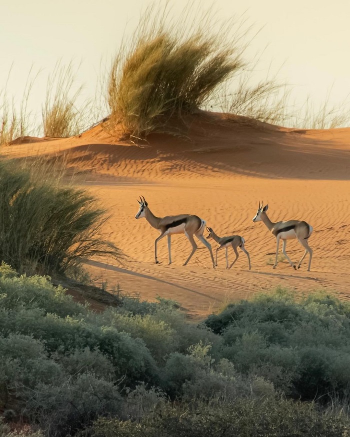 Kalahari là sa mạc đẹp ở châu Phi có nhiều động vật hoang dã
