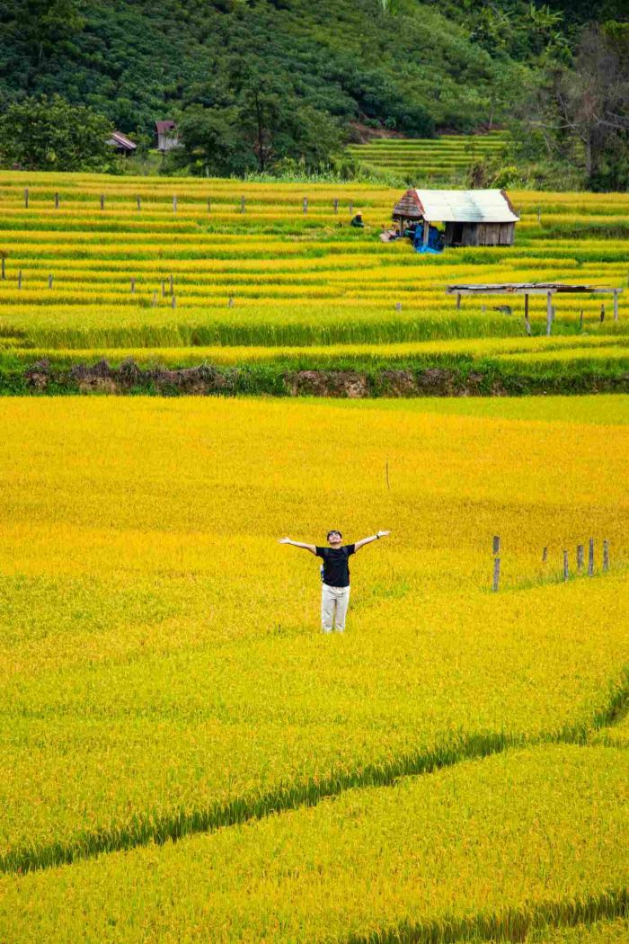 điểm ngắm lúa chín ở Tây Nguyên Kon Tu Rằng