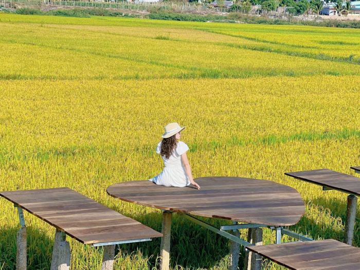 điểm ngắm lúa chín ở Tây Nguyên Ngô Sơn