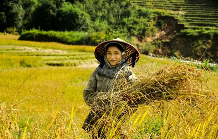 điểm ngắm lúa chín ở Tây Nguyên Greo Sek