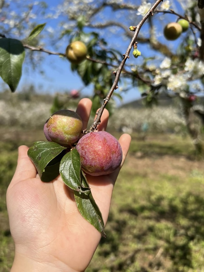 Bản Tà Phình Mộc Châu mỗi mùa đều có vẻ đẹp riêng