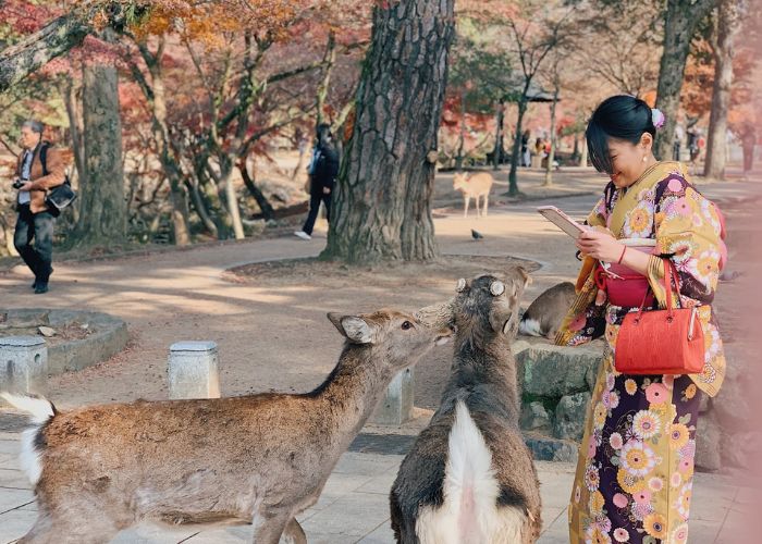 Những chú hươu sao tại Công viên Nara, điểm du lịch gần Sân bay quốc tế Kansai Nhật Bản 