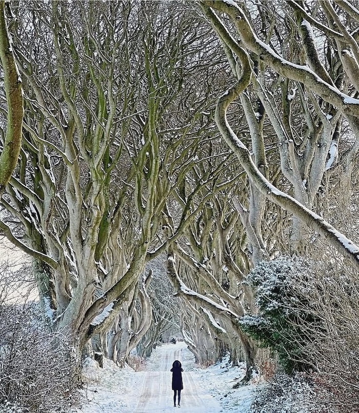 Dark Hedges là đường hầm tự nhiên trên thế giới hấp dẫn du khách
