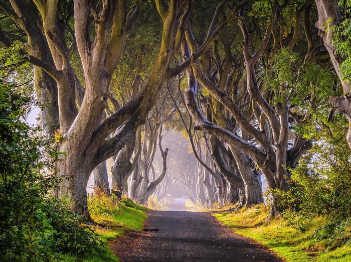 Dark Hedges là đường hầm tự nhiên trên thế giới đẹp như tranh vẽ