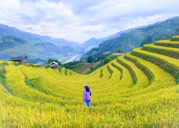 Hoàng Su Phì với góc nhìn toàn cảnh ruộng bậc thang vàng óng