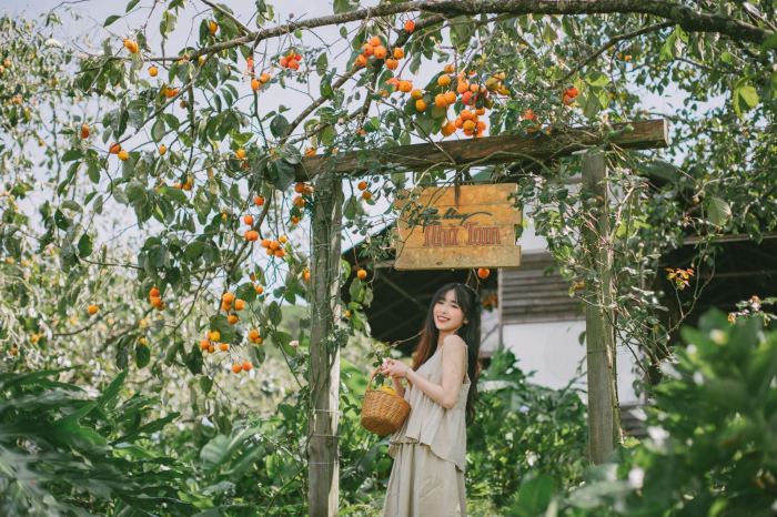 mùa hồng chín ở Đà Lạt Vườn hồng nhà Tom