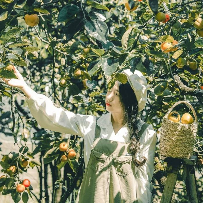 mùa hồng chín ở Đà Lạt Vườn hồng Thái Long 