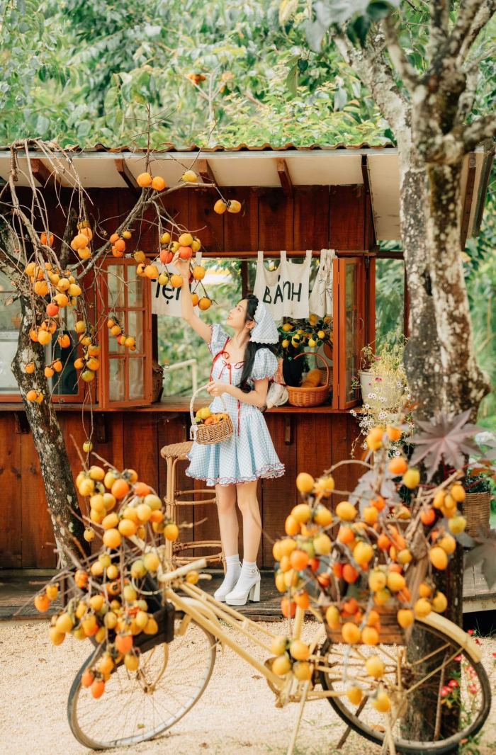 mùa hồng chín ở Đà Lạt Vườn hồng cafe 