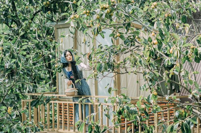 mùa hồng chín ở Đà Lạt Vườn hồng Mộc Trà Farm 
