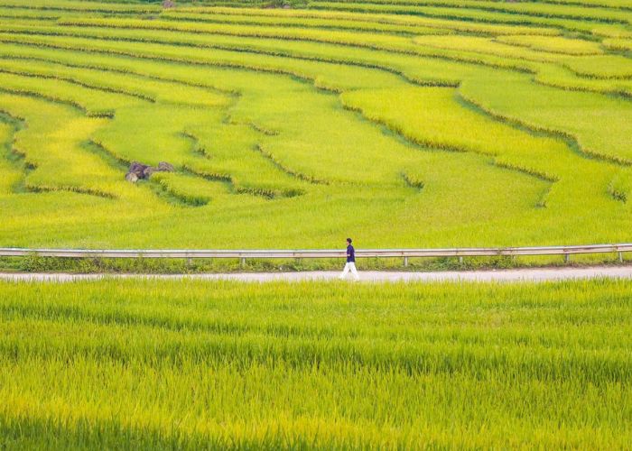 Sắc vàng lúa chín trải dài khắp những con đường tại Pù Luông